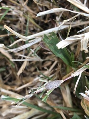 Curtara insularis