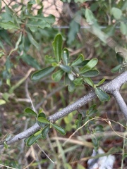 Cadaba natalensis
