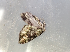 Catarhoe basochesiata