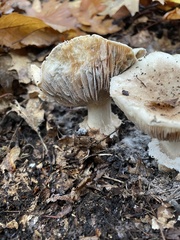 Tricholoma caligatum