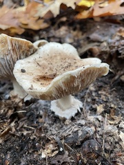 Tricholoma caligatum