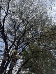 Bolusanthus speciosus