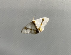 Macrocilix mysticata