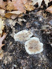 Tricholoma caligatum