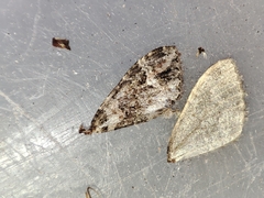 Catarhoe basochesiata