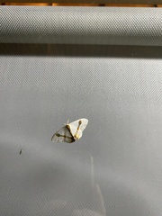 Macrocilix mysticata