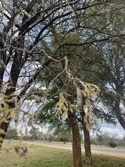 Bolusanthus speciosus