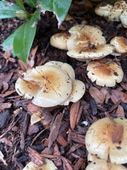 Pholiota spumosa