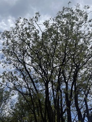 Bolusanthus speciosus