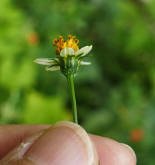 Bidens bigelovii