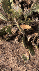 Opuntia littoralis