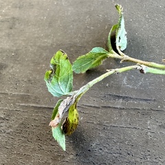 Calyptocarpus vialis