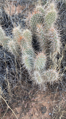Opuntia polyacantha erinacea