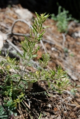 Draba corrugata