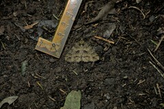 Ascotis fortunata