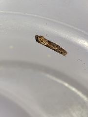 Blastobasis maroccanella