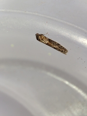 Blastobasis maroccanella