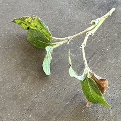 Calyptocarpus vialis