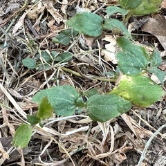 Calyptocarpus vialis