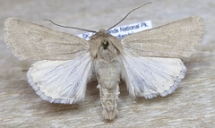 Euxoa aequalis