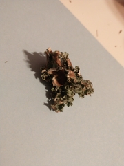 Tuckermanopsis chlorophylla