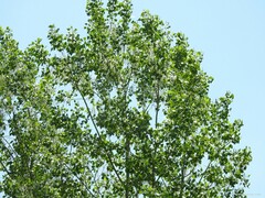 Populus × canadensis