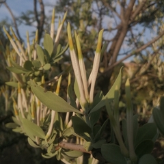 Agelanthus natalitius