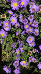 Symphyotrichum oblongifolium