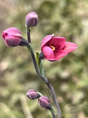 Thelymitra rubra