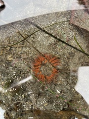 Actiniidae