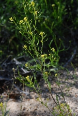Descurainia pinnata glabra