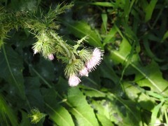Carduus pycnocephalus