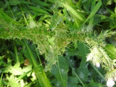 Carduus pycnocephalus