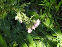 Carduus pycnocephalus