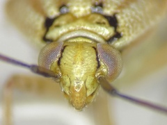 Lygus shulli