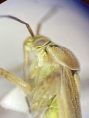Lygus shulli