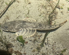 Leptocottus armatus