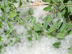 Convolvulus arvensis