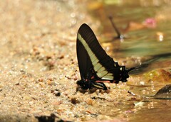 Protographium asius
