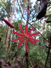 Passiflora speciosa