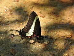 Protographium asius