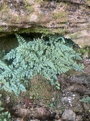 Asplenium montanum
