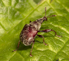 Himatolabus pubescens