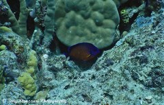 Centropyge bispinosa