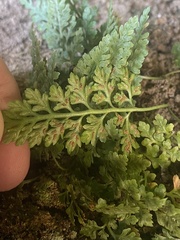 Asplenium montanum