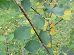 Cotoneaster insignis