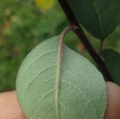 Cotoneaster insignis
