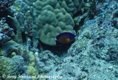 Centropyge bispinosa