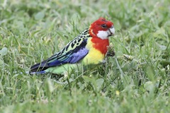 Platycercus eximius