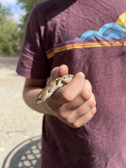 Elgaria multicarinata multicarinata